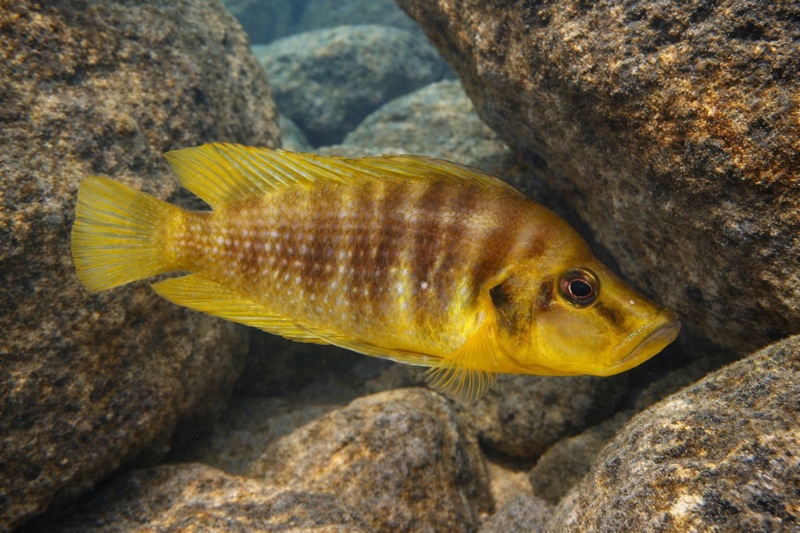 Altolamprologus compressiceps 'Kilima'
